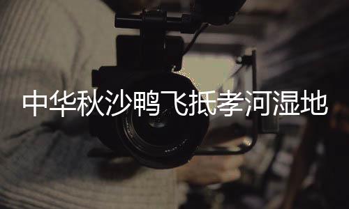 中华秋沙鸭飞抵孝河湿地